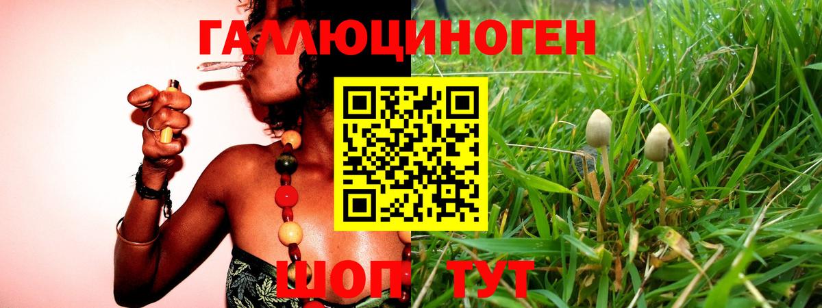 Кашира  Галлюциногенные грибы Psilocybine cubensis  Вход с VPN 